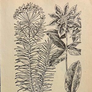 Euphorbias Antique Black and White Lithograph Print